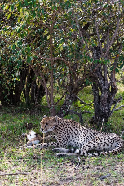 Mittagessen Geparden Dichtem Dickicht Masai Mara Kenia — Stockfoto