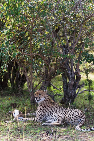 Portret Van Cheetah Hij Moe Race Van Impala Rust Bush — Stockfoto