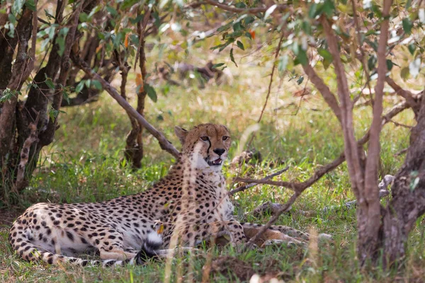 Ghepardul Este Obosit După Cursa Pentru Impala Odihneşte Tufiş Kenya — Fotografie, imagine de stoc