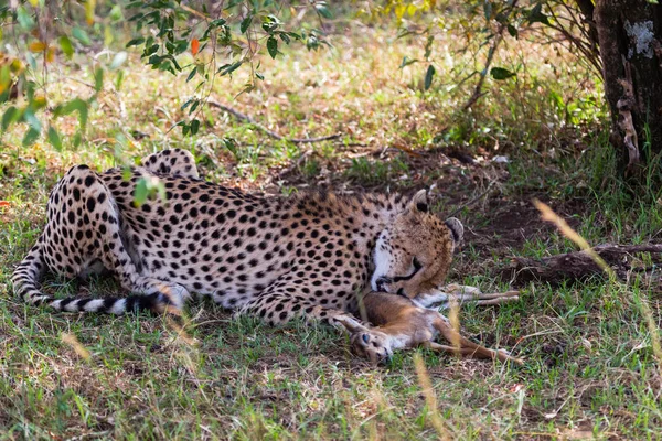 Déjeuner Guépard Dans Buisson Dense Kenya Afrique — Photo