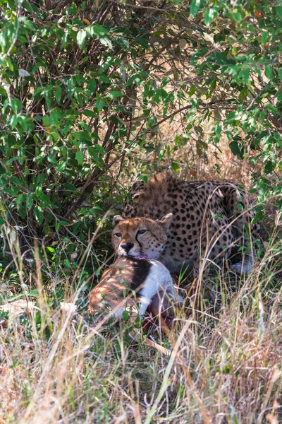 Cheetah Eats Impala Masai Mara Kenya — Stock Photo, Image