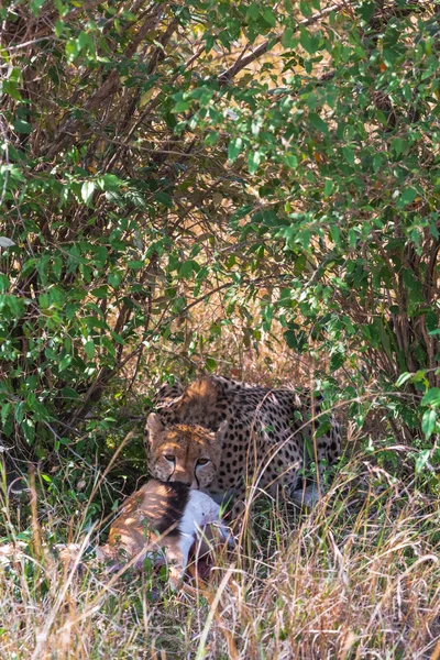 Cheetah Com Espólio Bush Masai Mara Quênia — Fotografia de Stock