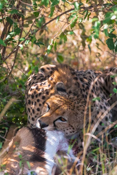 Portret Van Een Cheetah Bij Een Maaltijd Cheetah Bush Kenia — Stockfoto