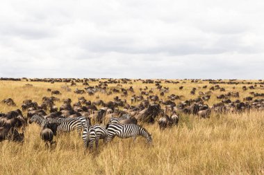 Serengeti ovaları ungulates büyük sürüleri. Masai Mara savana. Kenya, Afrika
