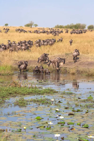 Flock Gnuer Stranden Dammen Med Lily Kenya Afrika — Stockfoto