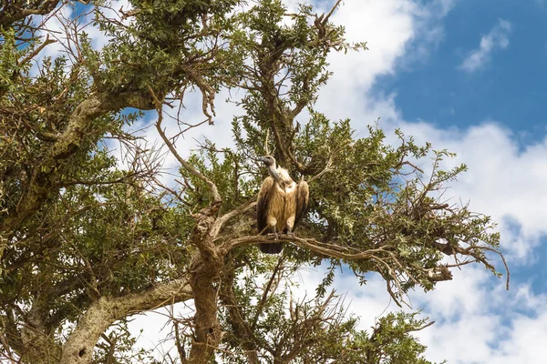 Avvoltoio Albero Verde Masai Mara Kenya — Foto Stock