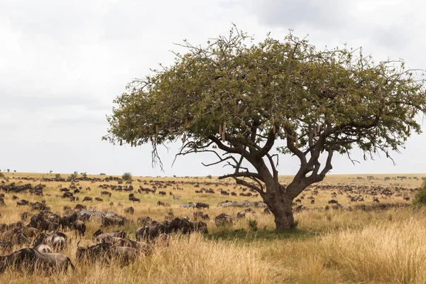 Folkvandringstiden Landskap Kenya Afrika — Stockfoto