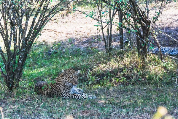 Leopard Rust Schaduw Van Bomen Masai Mara Kenia — Stockfoto