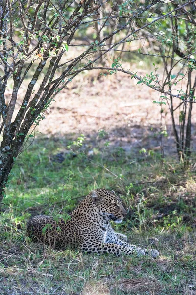 Leopardo Che Dorme All Ombra Degli Alberi Kenya Africa — Foto Stock