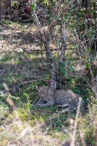Gattino Leopardo Che Riposa All Ombra Albero Kenya Africa — Foto Stock