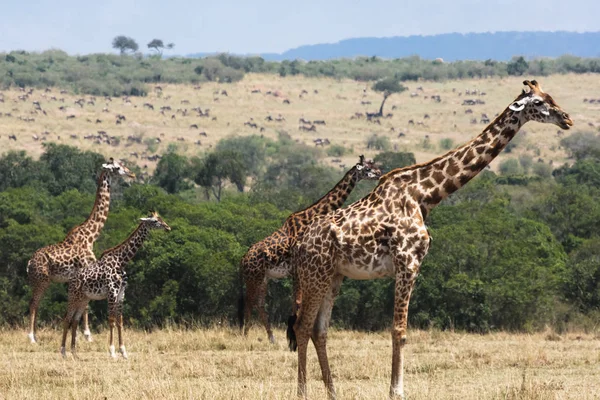 Savannah Yakın Çekim Magi Zürafalar Sürüsü Kenya Afrika — Stok fotoğraf