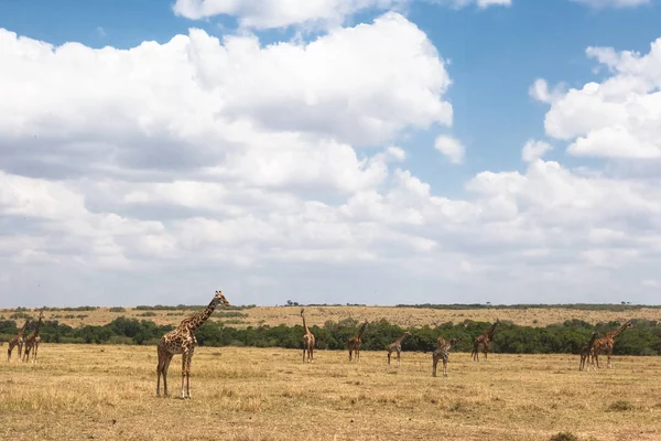 Troupeau Girafes Masai Dans Savane Kenya Afrique — Photo