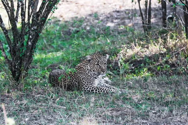 Leopardo Descansando Sombra Kenia África — Foto de Stock