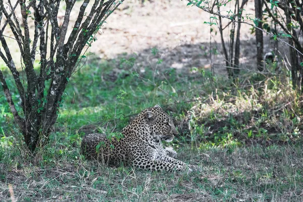 Der Leopard Ruht Schatten Der Bäume Kenia Afrika — Stockfoto