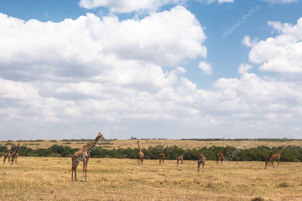 A herd of Masai giraffes in the savannah. Kenya, Africa