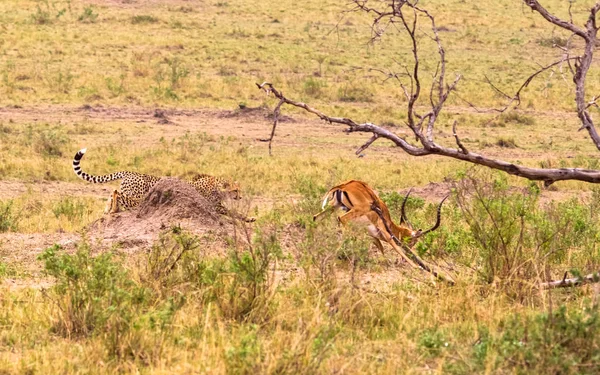 Série Fotos Caça Chita Para Grande Impala Quarto Episódio Masai — Fotografia de Stock