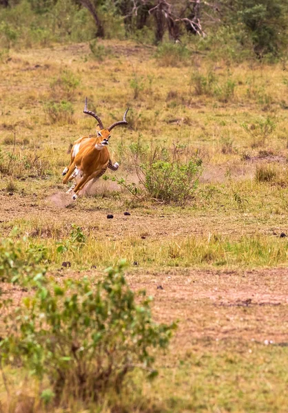 Photo Series Cheetah Hunting Big Impala Eighth Episode Masai Mara — Stock Photo, Image