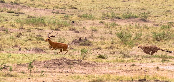 Seria Zdjęcie Cheetah Polowanie Duże Impala Siódmy Odcinek Masai Mara — Zdjęcie stockowe