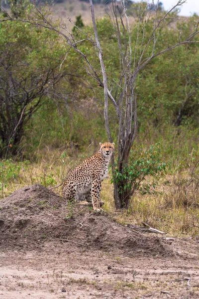 Beobachtet Der Gepard Die Beute Kenia Afrika — Stockfoto