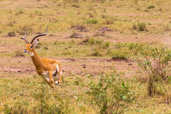Photo Series Cheetah Hunting Big Impala Eleventh Episode Masai Mara — Stock Photo, Image
