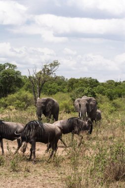 Filler ve antiloplar. Otobur Savannah Afrika'nın küçük bir grup. Masai Mara, Kenya