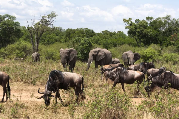 Otobur Afrika Savannah karışık sürüsü. Masai Mara, Kenya