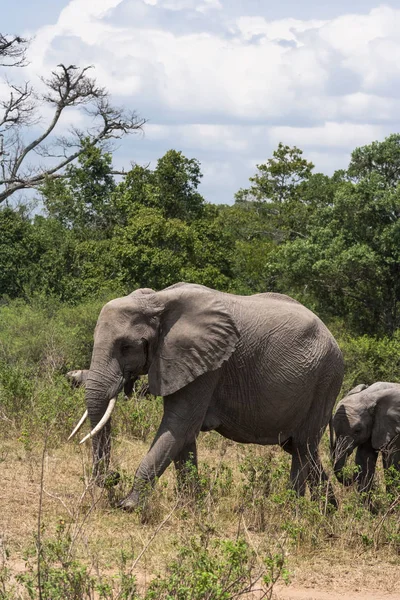 Elefante Elefante Bebé Sabana Masai Mara Kenia — Foto de Stock