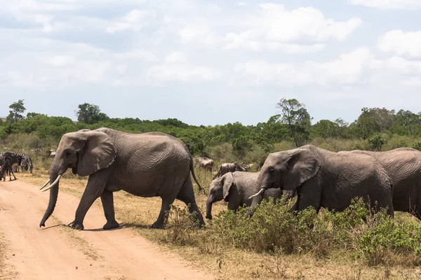 Tři Sloni Přes Silnici Masai Mara Keňa — Stock fotografie