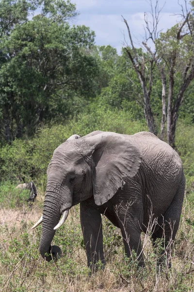 Großer Elefant Aus Nächster Nähe Der Savanne Masai Mara Kenia — Stockfoto
