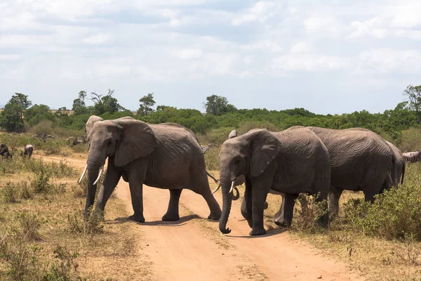 Tres Elefantes Cruzan Calle Masai Mara Kenia — Foto de Stock