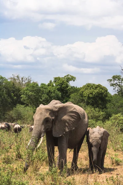Сім Слонів Через Дорогу Масаї Мара Кенія — стокове фото