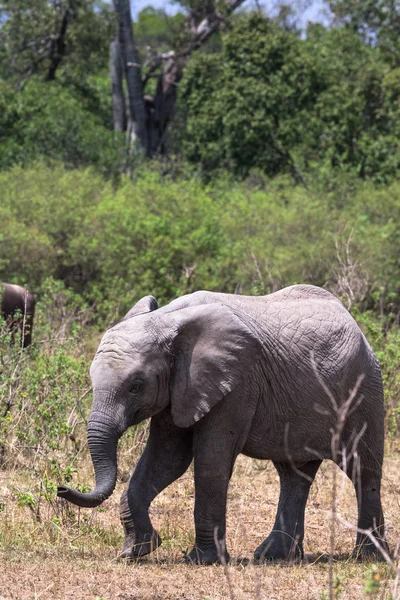 Elefante Bebé Cerca Sabana Masai Mara Kenia — Foto de Stock