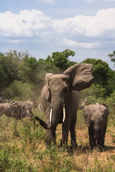 巨大な象とサバンナで赤ちゃん象のクローズ アップ マサイマラ国立保護区 ケニア — ストック写真