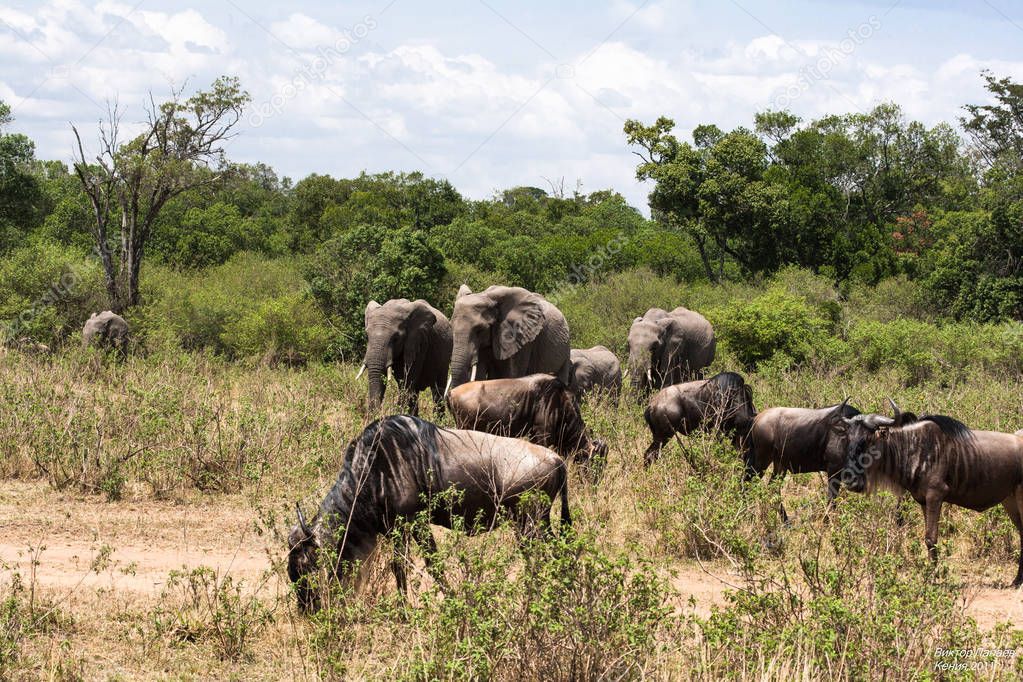 Elephants and wildebeests. A mixed herd of herbivores in the savannah of Africa. Masai Mara, Kenya