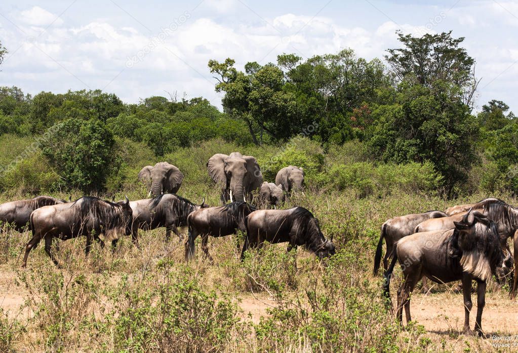 Elephants and wildebeests in the savannah of Africa. Masai Mara, Kenya