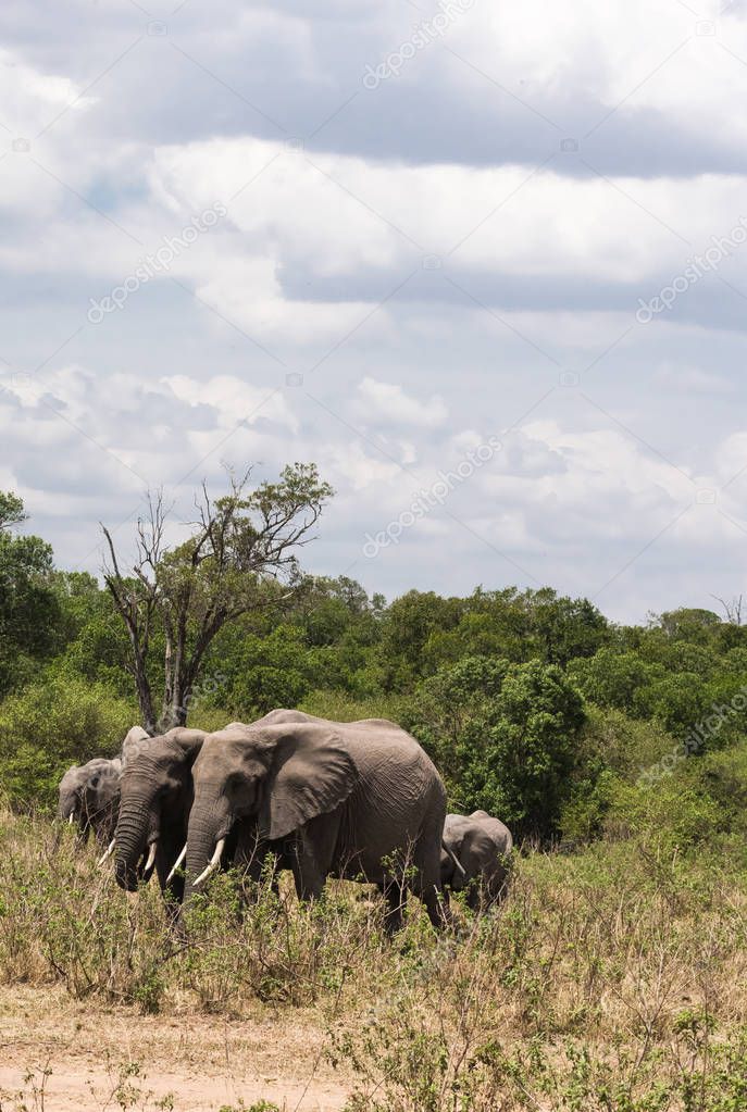 A small group of elephants cross the road. Masai Mara, Kenya