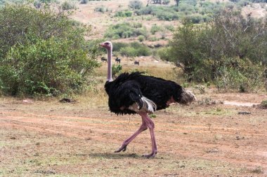 Masai Mara savana Afrikalı devekuşu. Kenya, Afrika