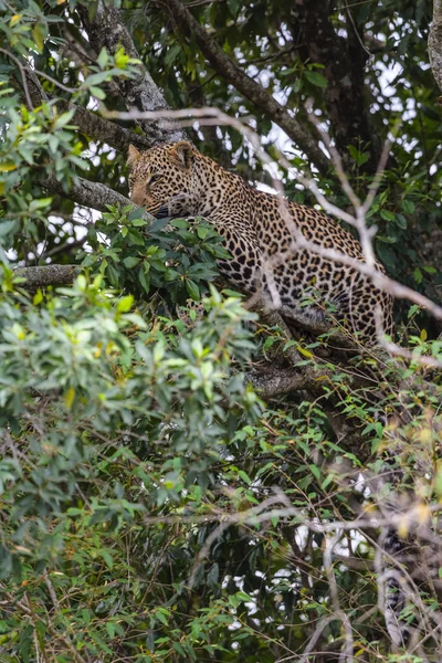 Leopardo Africano Sull Albero Masai Mara Kenya — Foto Stock