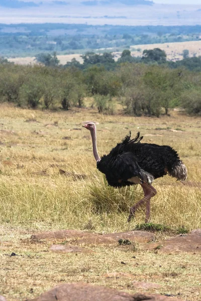 Avestruz Africano Masai Mara Quénia África — Fotografia de Stock