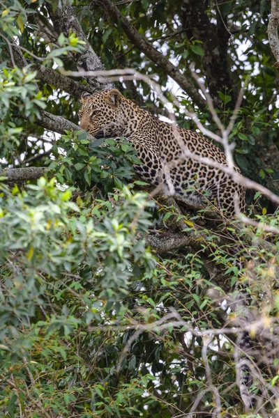 Leopardo Africano Agguato Albero Masai Mara Kenya — Foto Stock