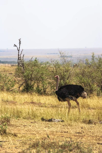 Strauß Der Masai Mara Savanne Kenia Afrika — Stockfoto