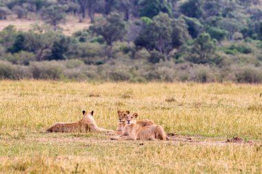 Masai Mara çim üzerinde genç aslanlar grubudur. Kenya, Afrika