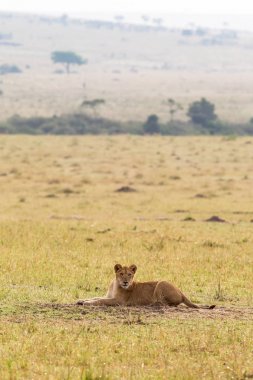 Çimenlerin üzerinde dinlenme Aslan yavruları. Savana Masai Mara, Kenya