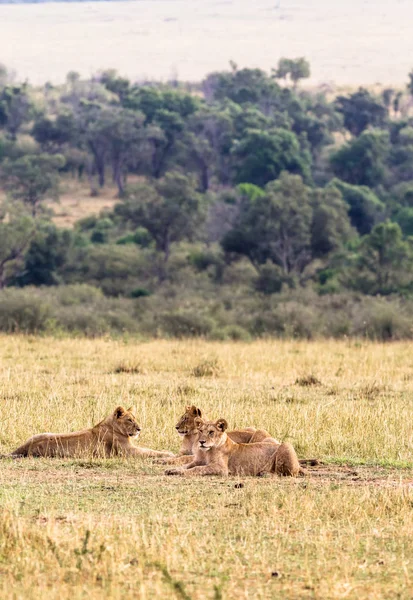 Ομάδα Νέων Λιοντάρια Στο Γρασίδι Κένυα Αφρική — Φωτογραφία Αρχείου