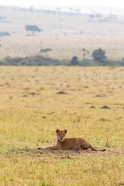 Pui Leu Odihnindu Iarbă Savanna Din Masai Mara Kenya — Fotografie, imagine de stoc