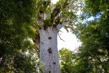 Ağaç portresi. Yeni Zelanda 'nın doğa parkları. Waipoua kauri Ormanı.