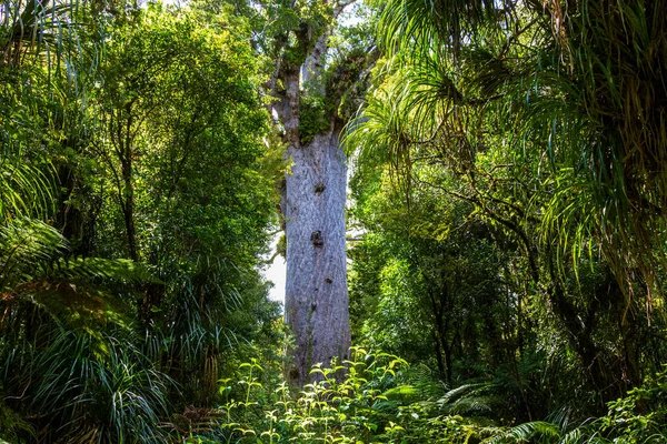 Orman devleri. Waipoua kauri. Yeni Zelanda 'nın Doğa Parkları.