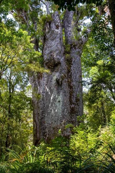 Waipoua kauri forest. Portrait of tree. Nature parks of New Zealand.