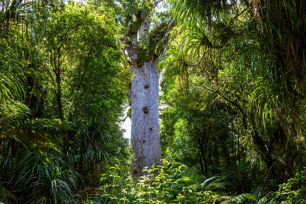 Gigantes Forestales Waipoua Kauri Parques Naturales Nueva Zelanda Imagen de archivo