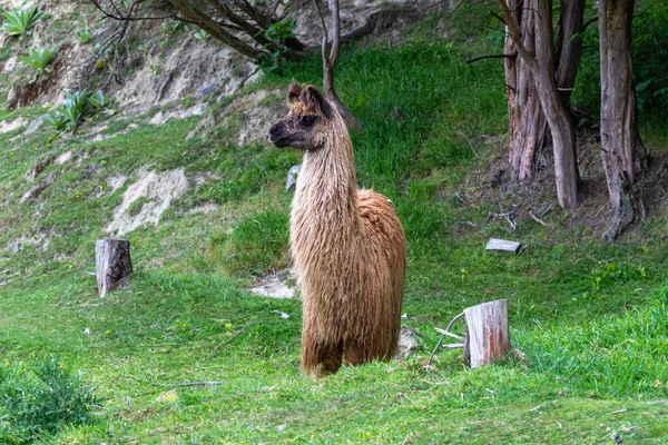 Guanaco Ban Portré Gyönyörű Állat Zéland — Stock Fotó